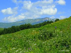  Альпийские луга в Абхазии