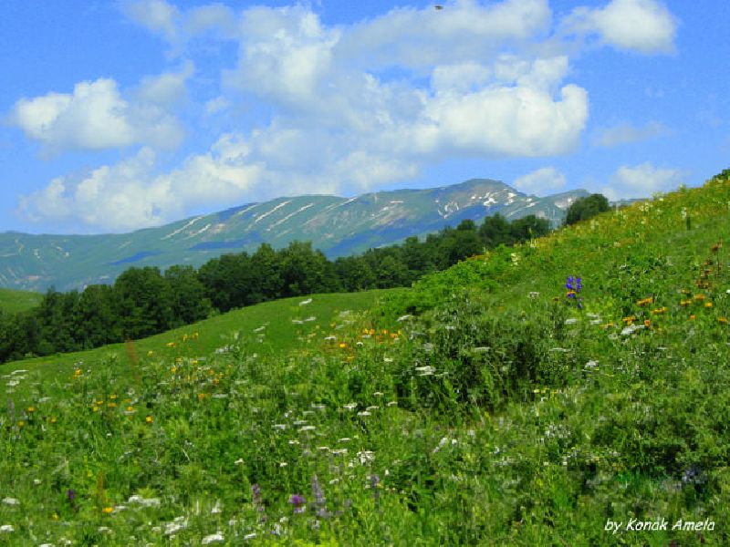 Альпийские луга в Абхазии - 