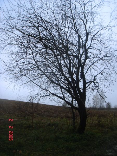 одинокое дерево - 
