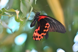  Жизнь бабочки