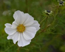  В Красногорске цветы - необычайной красоты